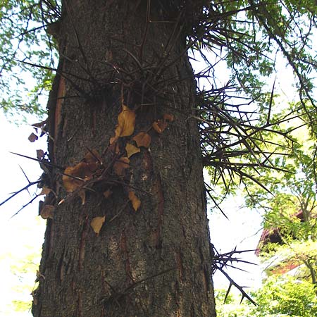 Gleditsia triacanthos \ Amerikanische Gleditschie, Lederhlsenbaum, D Mannheim 7.6.2015