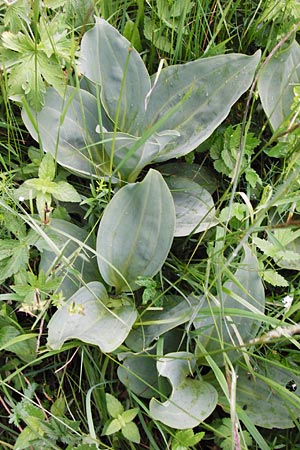 Gentiana lutea \ Gelber Enzian / Yellow Gentian, D Hechingen 20.6.2015