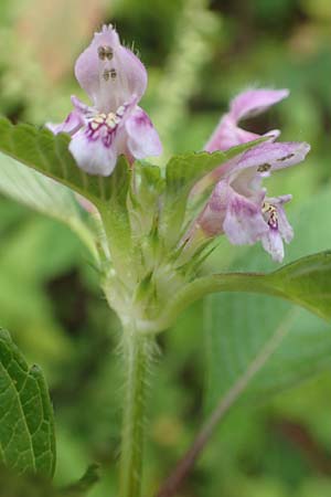 Galeopsis ladanum \ Breitblttriger Hohlzahn / Broad-Leaved Hemp-Nettle, Red Hemp-Nettle, D Schwarzwald/Black-Forest, Bad Rippoldsau 3.8.2016