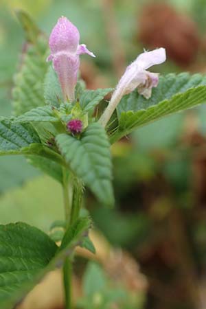 Galeopsis ladanum \ Breitblttriger Hohlzahn / Broad-Leaved Hemp-Nettle, Red Hemp-Nettle, D Schwarzwald/Black-Forest, Bad Rippoldsau 3.8.2016