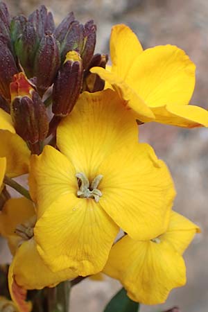 Erysimum cheiri \ Goldlack, D Neuleiningen, Burg 1.4.2017