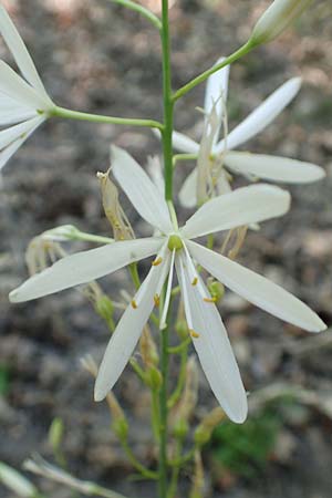 Anthericum liliago \ Astlose Graslilie / St. Bernard's Lily, D Neustadt an der Weinstraße 2.6.2019