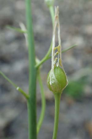 Anthericum liliago \ Astlose Graslilie, D Neustadt an der Weinstraße 2.6.2019