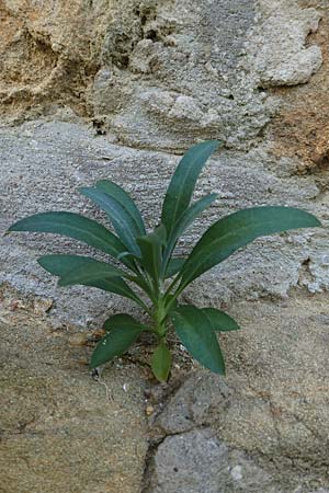 Erysimum cheiri \ Goldlack / Wallflower, D Neuleiningen 23.4.2020