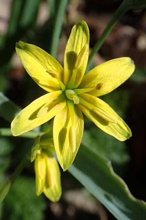 Gagea lutea \ Wald-Gelbstern / Star of Bethlehem, D Bensheim 29.3.2021