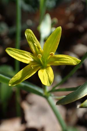 Gagea lutea \ Wald-Gelbstern / Star of Bethlehem, D Bensheim 29.3.2021