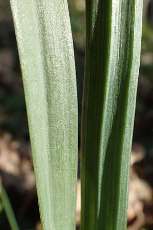 Gagea lutea \ Wald-Gelbstern / Star of Bethlehem, D Bensheim 29.3.2021