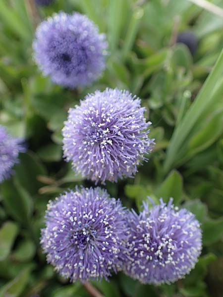 Globularia bisnagarica / Common Globularia, D Königheim 3.5.2021