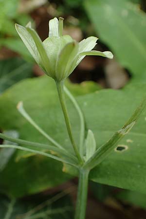 Gagea lutea \ Wald-Gelbstern / Star of Bethlehem, D Bensheim 8.5.2021