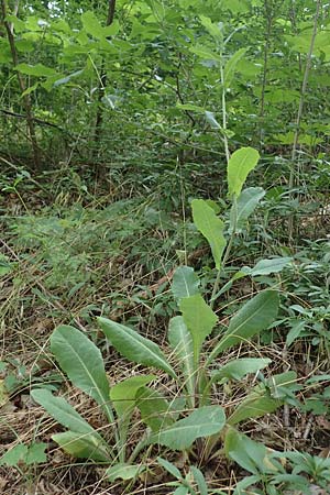 Lactuca virosa \ Gift-Lattich / Great Lettuce, D Thüringen, Bad Frankenhausen 8.6.2022