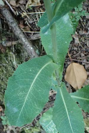 Lactuca virosa \ Gift-Lattich / Great Lettuce, D Hatzenport 19.6.2022