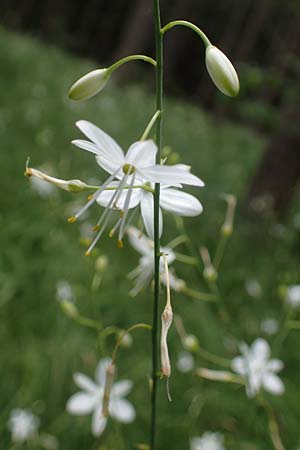 Anthericum ramosum \ stige Graslilie, Rispen-Graslilie / Branched St. Bernard's Lily, D Mosbach 13.7.2022