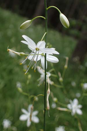 Anthericum ramosum \ stige Graslilie, Rispen-Graslilie, D Mosbach 13.7.2022