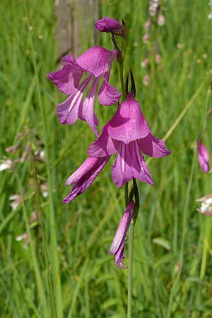 Gladiolus palustris \ Sumpf-Gladiole, D Plattling 30.6.2020 (Photo: Eva Knon)