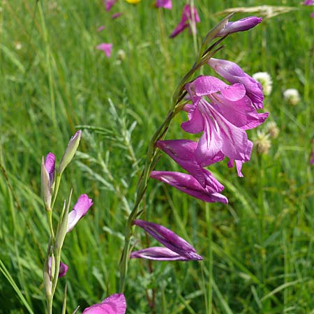 Gladiolus palustris \ Sumpf-Gladiole / Marsh Gladiolus, D Plattling 30.6.2020 (Photo: Eva Knon)