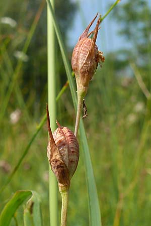 Gladiolus palustris \ Sumpf-Gladiole, D Plattling 11.8.2020 (Photo: Eva Knon)