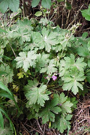 Geranium macrorrhizum \ Felsen-Storchschnabel / Rock Crane's-Bill, D Altlussheim 26.5.2015