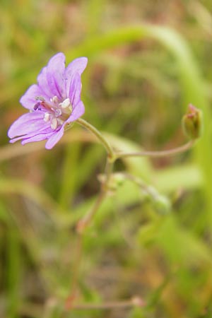 Geranium molle / Dove-Foot Crane's-Bill, D Runkel an der Lahn 17.6.2015