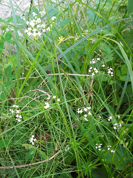 Galium mollugo \ Wiesen-Labkraut, D Leutkirch 10.7.2015