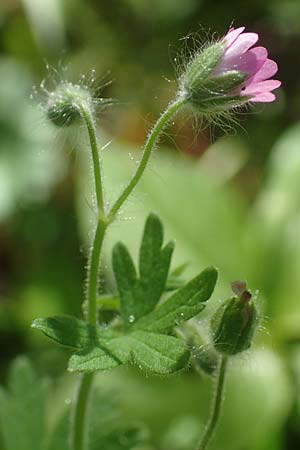 Geranium molle \ Weicher Storchschnabel / Dove-Foot Crane's-Bill, D Erlenbach am Main 20.5.2017