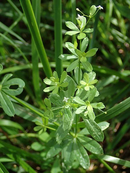 Galium mollugo \ Wiesen-Labkraut, D Biblis 15.7.2017