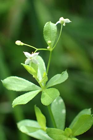 Galium mollugo \ Wiesen-Labkraut, D Biblis 15.7.2017