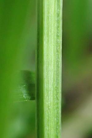 Galium mollugo \ Wiesen-Labkraut, D Biblis 15.7.2017