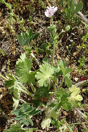 Geranium molle \ Weicher Storchschnabel / Dove-Foot Crane's-Bill, D Reilingen 26.4.2018