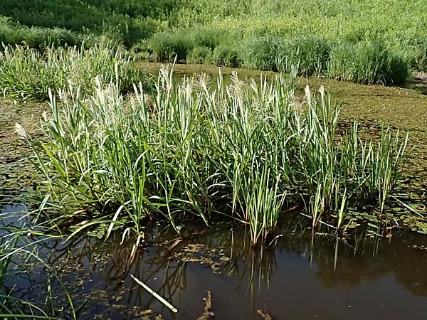 Glyceria maxima \ Wasser-Schwaden / Reed Manna Grass, Reed Sweet Grass, D Dorsten 14.6.2018