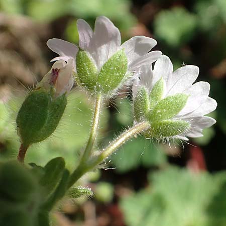 Geranium molle \ Weicher Storchschnabel / Dove-Foot Crane's-Bill, D Dietzenbach 19.5.2019