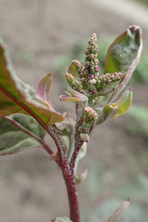 Atriplex hortensis \ Garten-Melde / Garden Orache, D Botan. Gar. Krefeld 13.6.2019