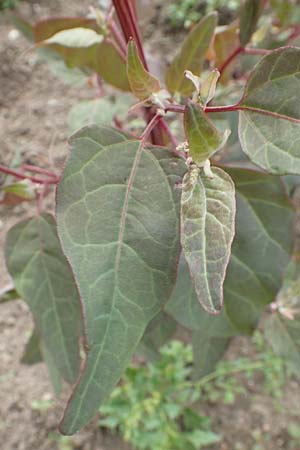 Atriplex hortensis \ Garten-Melde, D Botan. Gar. Krefeld 13.6.2019