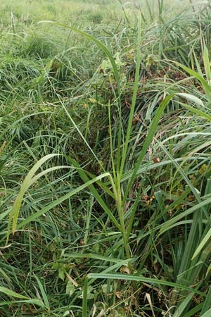 Glyceria maxima \ Wasser-Schwaden / Reed Manna Grass, Reed Sweet Grass, D Rüsselsheim 5.10.2019