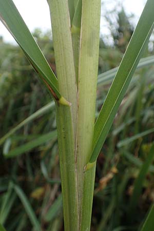 Glyceria maxima \ Wasser-Schwaden / Reed Manna Grass, Reed Sweet Grass, D Rüsselsheim 5.10.2019