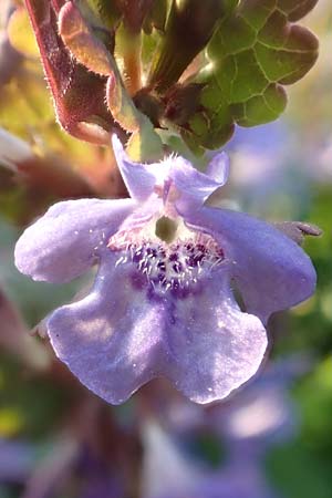 Glechoma hederacea \ Gundermann, Gundelrebe / Ground-Ivy, D Mannheim 9.4.2020