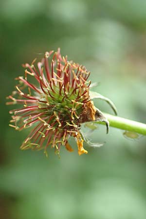 Geum macrophyllum \ Groblttrige Nelkenwurz / Largeleaf Avens, D Bochum 10.6.2020