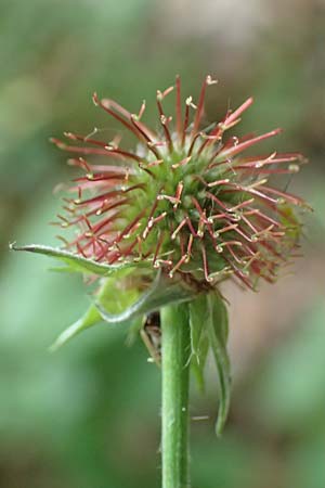 Geum macrophyllum / Largeleaf Avens, D Bochum 10.6.2020