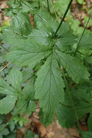 Geum macrophyllum \ Groblttrige Nelkenwurz / Largeleaf Avens, D Bochum 10.6.2020