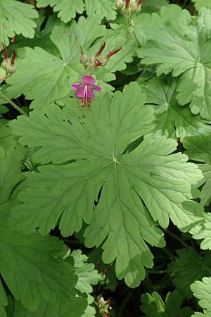 Geranium macrorrhizum / Rock Crane's-Bill, D Spessart, Mernes 20.6.2020