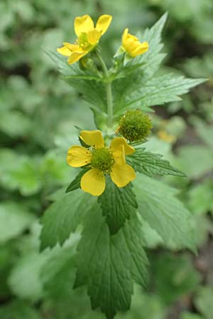 Geum macrophyllum \ Groblttrige Nelkenwurz / Largeleaf Avens, D Bochum 28.7.2020