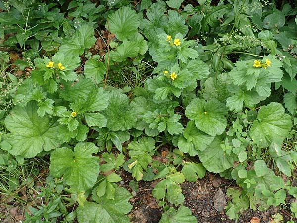 Geum macrophyllum \ Groblttrige Nelkenwurz / Largeleaf Avens, D Bochum 28.7.2020