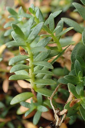 Lysimachia maritima / Sea Milkwort, D Sachsen-Anhalt, Sülzetal-Sülldorf 27.9.2020