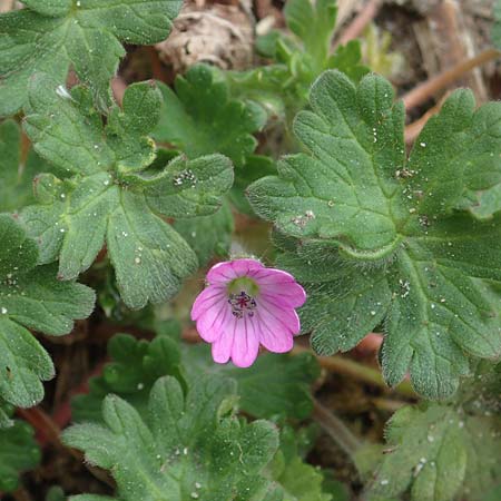 Geranium molle \ Weicher Storchschnabel / Dove-Foot Crane's-Bill, D Viernheim 10.5.2021