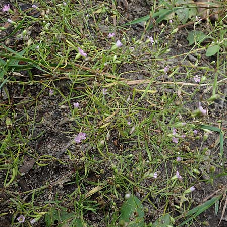 Gypsophila muralis \ Acker-Gipskraut / Cushion Gypsophila, D Lampertheim 28.8.2021