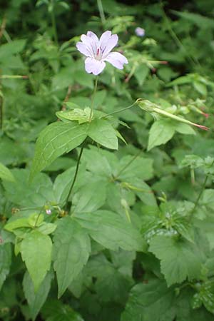 Geranium nodosum \ Knotiger Storchschnabel / Knotted Crane's-Bill, D Weinheim an der Bergstraße 20.6.2016