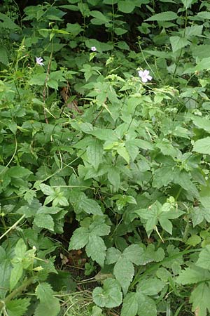 Geranium nodosum \ Knotiger Storchschnabel / Knotted Crane's-Bill, D Weinheim an der Bergstraße 20.6.2016