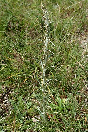 Gnaphalium norvegicum / Highland Cudweed, D Black-Forest, Belchen 22.7.2017