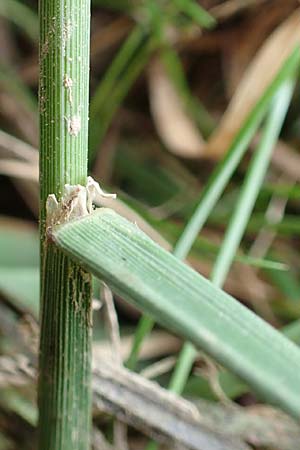 Glyceria notata \ Falt-Schwaden / Marked Glyceria, Plicate Sweet-Grass, D Ochsenbach 31.10.2018