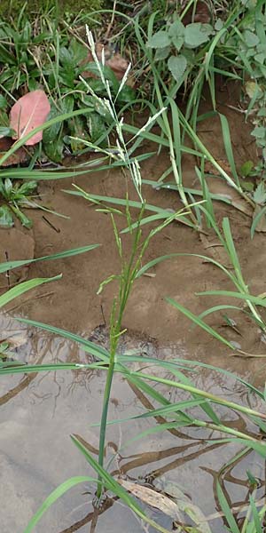 Glyceria notata \ Falt-Schwaden / Marked Glyceria, Plicate Sweet-Grass, D Ochsenbach 31.10.2018