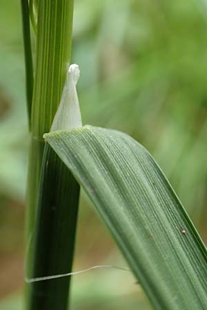 Glyceria notata \ Falt-Schwaden / Marked Glyceria, Plicate Sweet-Grass, D Ochsenbach 31.10.2018